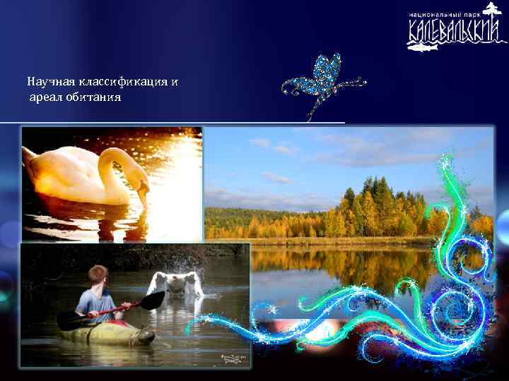 Научная классификация и ареал обитания 