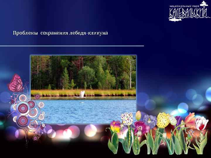 Проблемы сохранения лебедя-кликуна 