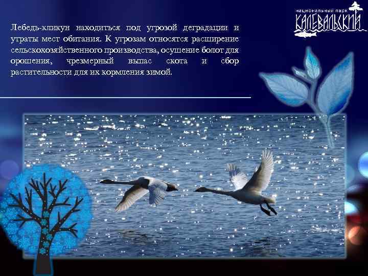 Лебедь-кликун находиться под угрозой деградации и утраты мест обитания. К угрозам относятся расширение сельскохозяйственного