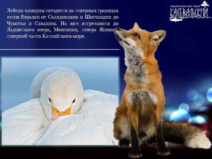 Лебеди-кликуны гнездятся на северных границах лесов Евразии от Скандинавии и Шотландии до Чукотки и