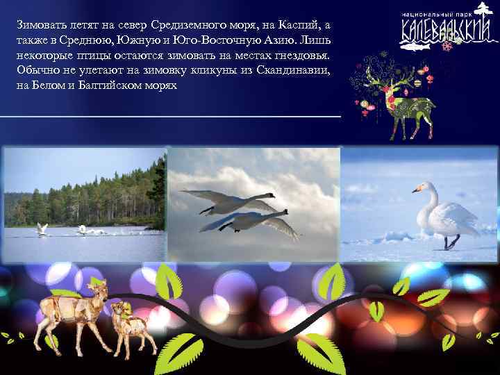 Зимовать летят на север Средиземного моря, на Каспий, а также в Среднюю, Южную и