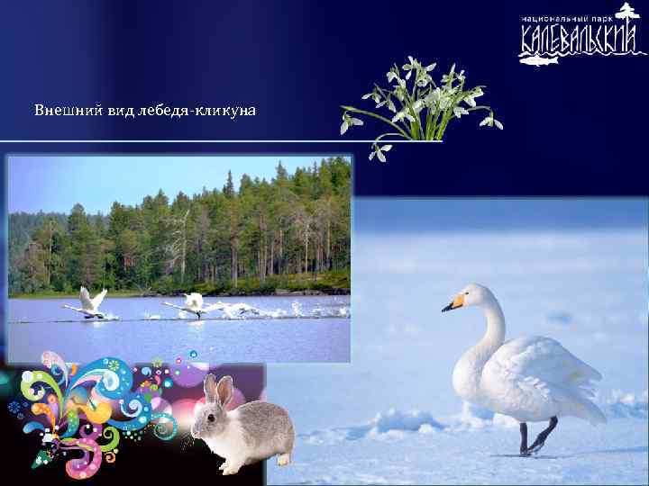 Внешний вид лебедя-кликуна 