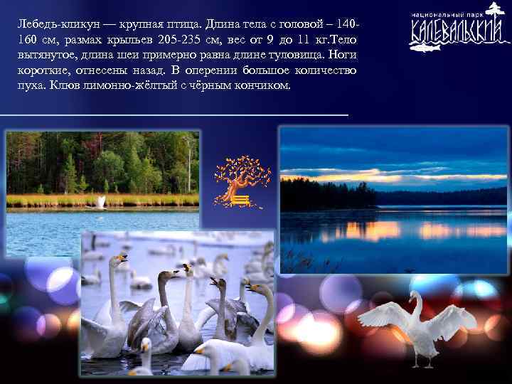 Лебедь-кликун — крупная птица. Длина тела с головой – 140160 см, размах крыльев 205