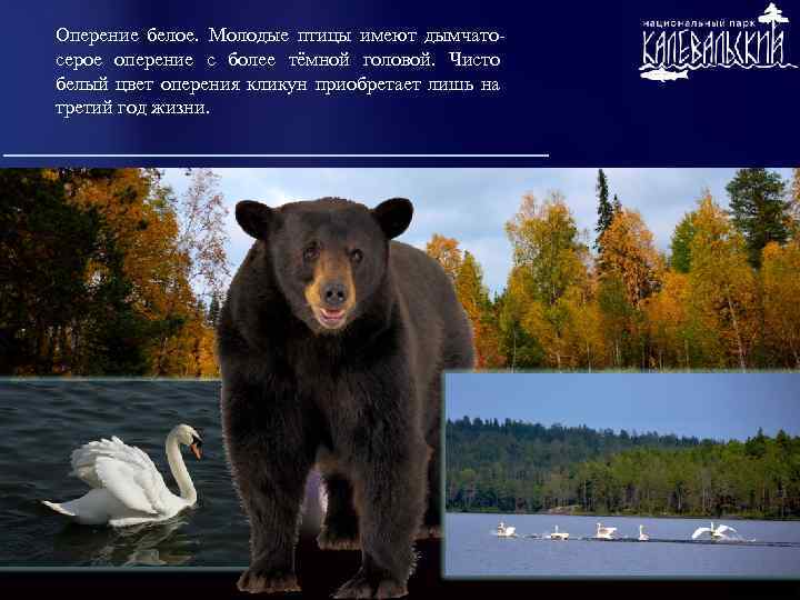 Оперение белое. Молодые птицы имеют дымчатосерое оперение с более тёмной головой. Чисто белый цвет