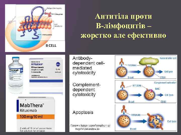 Антитіла проти В-лімфоцитів – жорстко але ефективно 