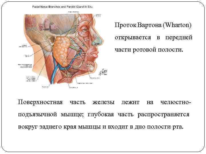 Проток Вартона (Wharton) открывается в передней части ротовой полости. Поверхностная часть железы лежит на