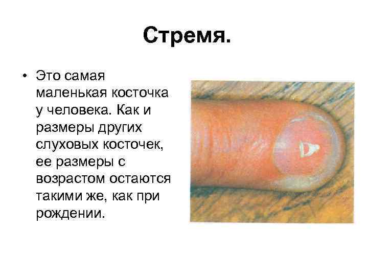 Стремя. • Это самая маленькая косточка у человека. Как и размеры других слуховых косточек,