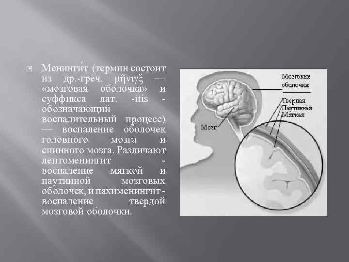  Менинги т (термин состоит из др. -греч. μῆνιγξ — «мозговая оболочка» и суффикса
