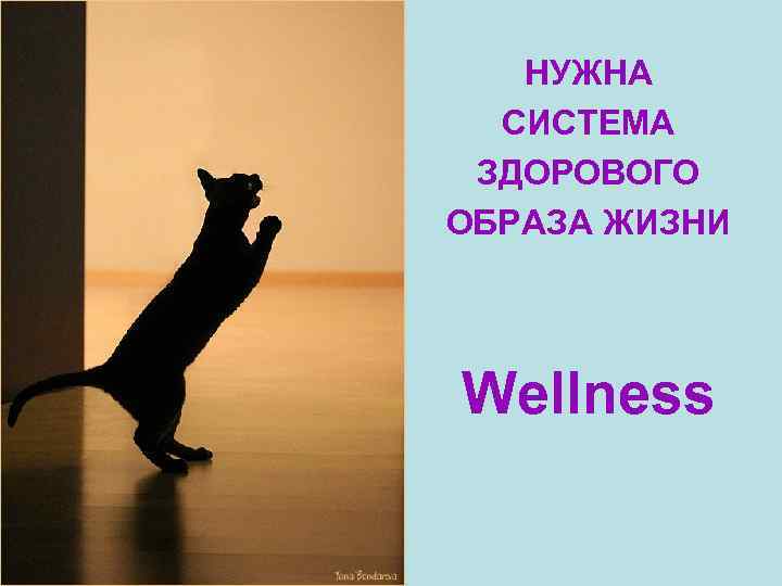 НУЖНА СИСТЕМА ЗДОРОВОГО ОБРАЗА ЖИЗНИ Wellness 