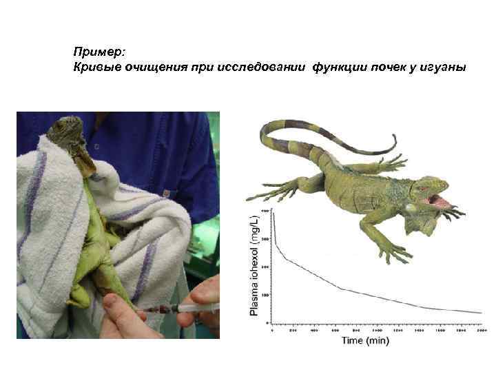 Пример: Кривые очищения при исследовании функции почек у игуаны 