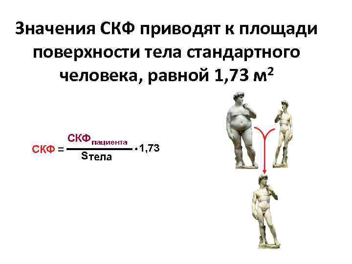 Значения СКФ приводят к площади поверхности тела стандартного человека, равной 1, 73 м 2