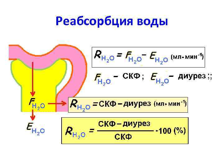 Реабсорбция воды 