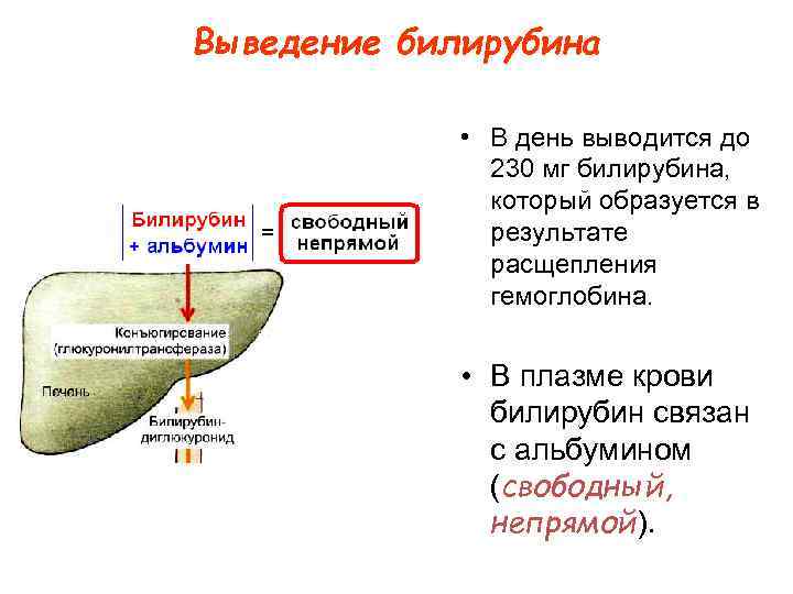 Выведение билирубина • В день выводится до 230 мг билирубина, который образуется в результате