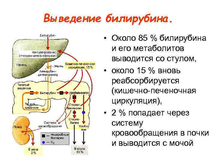 Выведение билирубина. • Около 85 % билирубина и его метаболитов выводится со стулом, •