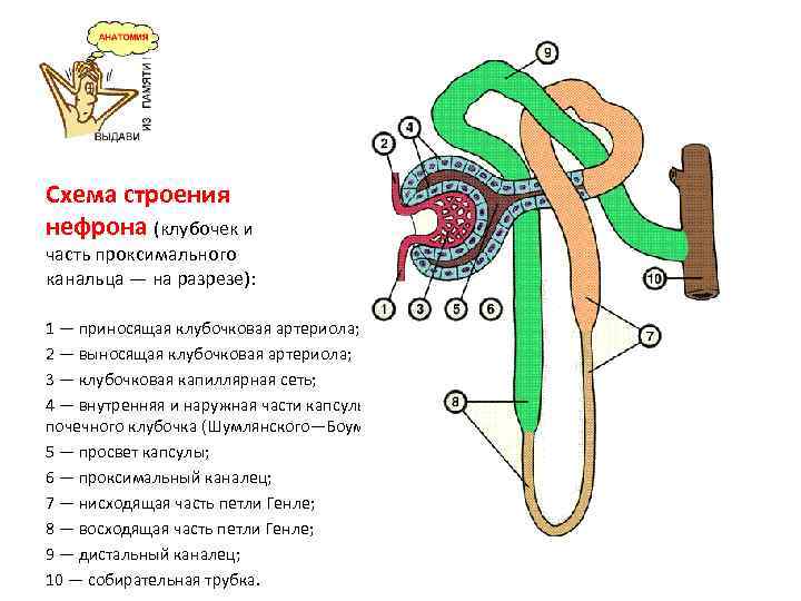 Части нефрона схема