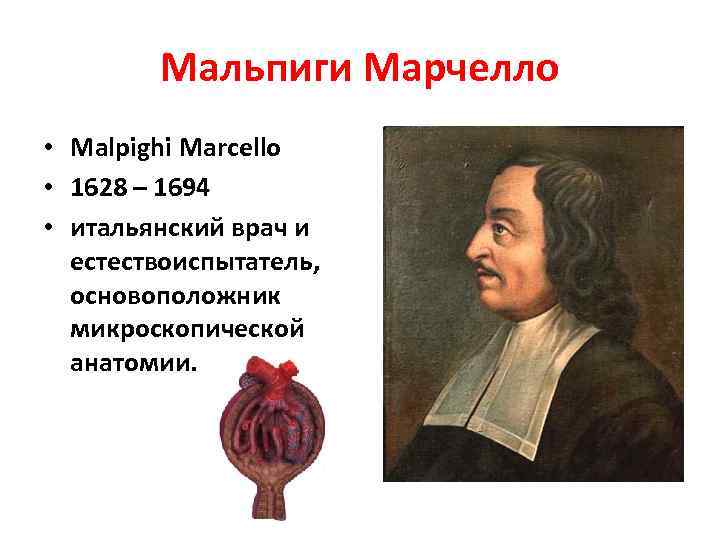 Мальпиги Марчелло • Malpighi Marcello • 1628 – 1694 • итальянский врач и естествоиспытатель,