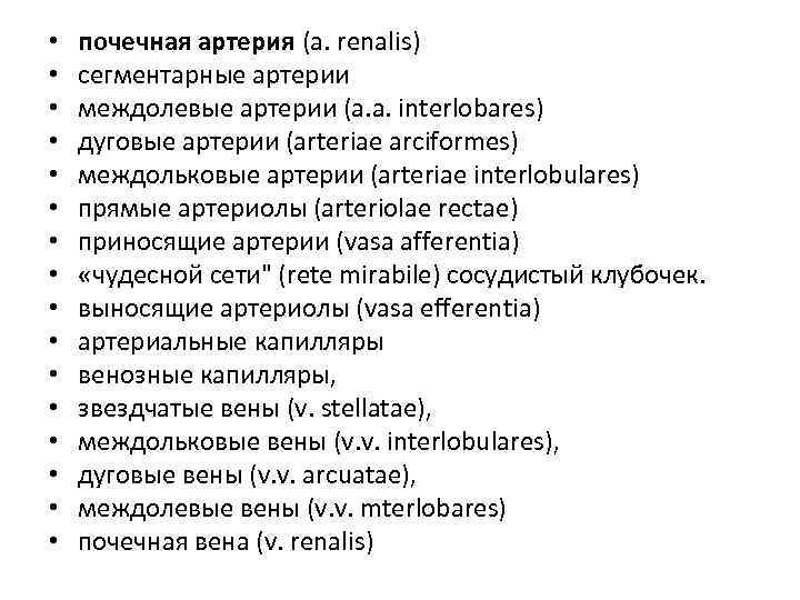  • • • • почечная артерия (a. renalis) сегментарные артерии междолевые артерии (а.