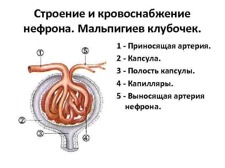 Рассмотрите рисунок строения нефрона под цифрой 1