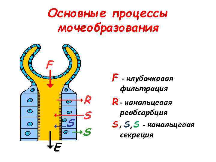 Схема канальцевых процессов