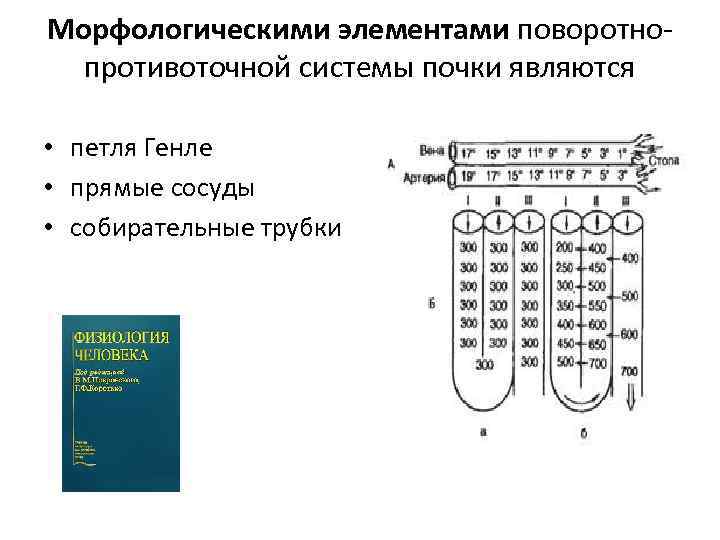 Морфологическими элементами поворотнопротивоточной системы почки являются • петля Генле • прямые сосуды • собирательные