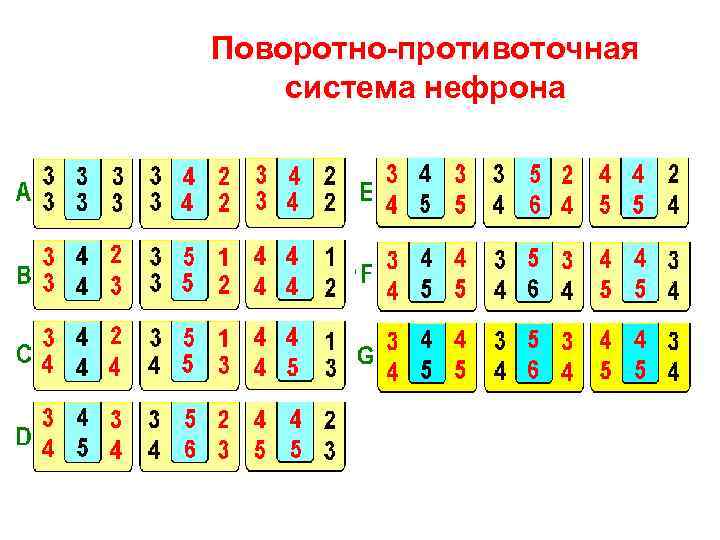 Поворотно-противоточная система нефрона 