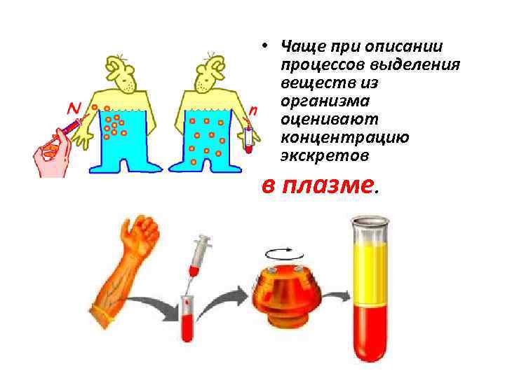  • Чаще при описании процессов выделения веществ из организма оценивают концентрацию экскретов в