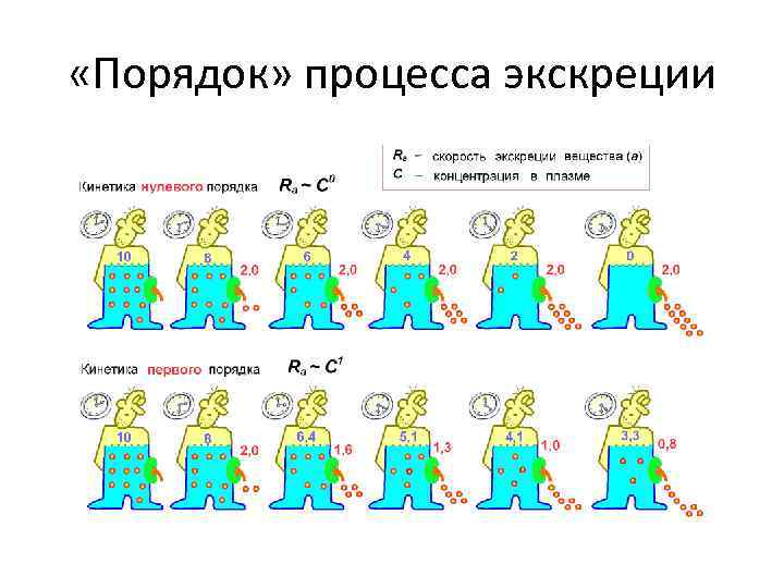  «Порядок» процесса экскреции 