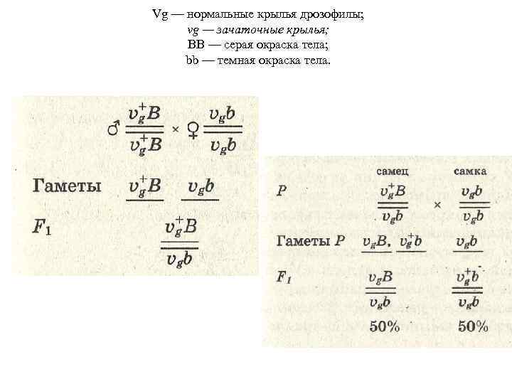 Vg — нормальные крылья дрозофилы; vg — зачаточные крылья; ВВ — серая окраска тела;