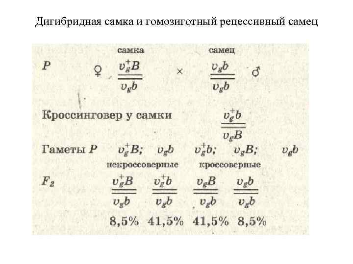 Дигибридная самка и гомозиготный рецессивный самец 