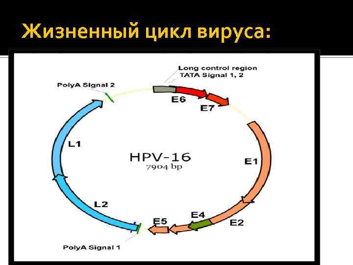 Жизненный цикл вируса