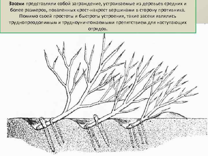 Засеки представляли собой заграждение, устраиваемые из деревьев средних и более размеров, поваленных крест-накрест вершинами