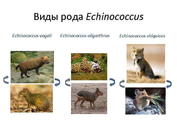 Виды рода Echinococcus vogeli Echinococcus oligarthrus Echinococcus shiquicus 