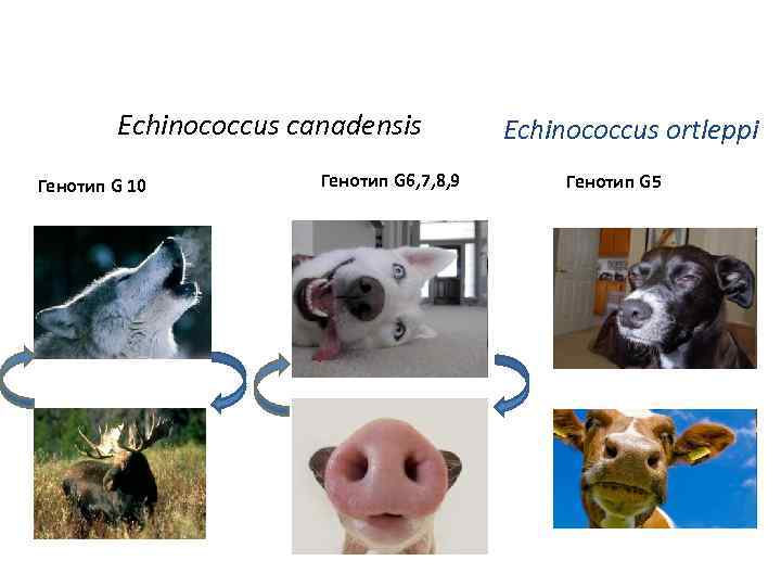 Echinococcus canadensis Генотип G 10 Генотип G 6, 7, 8, 9 Echinococcus ortleppi Генотип