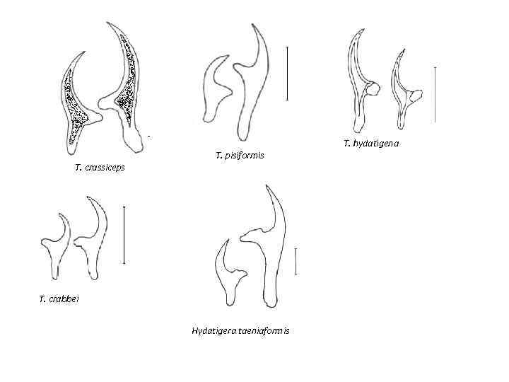 T. crassiceps T. pisiformis T. crabbei Hydatigera taeniaformis Т. hydatigena 