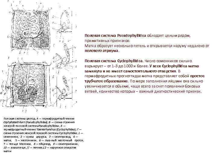 Половая система Pseudophyllidea обладает целым рядом, примитивных признаков. Матка образует несколько петель и открывается