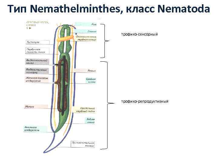 Тип Nemathelminthes, класс Nematoda трофико сенсорный трофико репродуктивный 