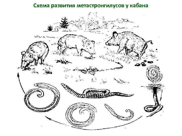 Схема развития метастронгилусов у кабана 