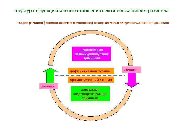 структурно функциональные отношения в жизненном цикле трихинелл стадии развития (онтогенетическая компонента) находятся только в