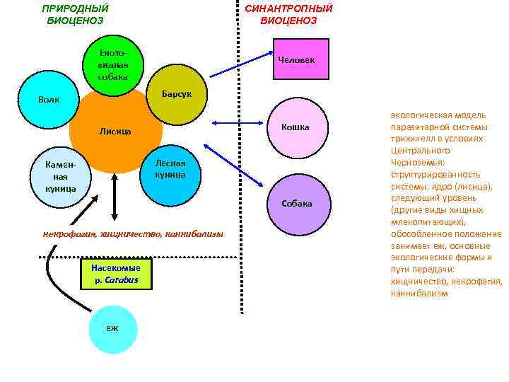 ПРИРОДНЫЙ БИОЦЕНОЗ СИНАНТРОПНЫЙ БИОЦЕНОЗ Еното видная собака Человек Барсук Волк Кошка Лисица Лесная куница
