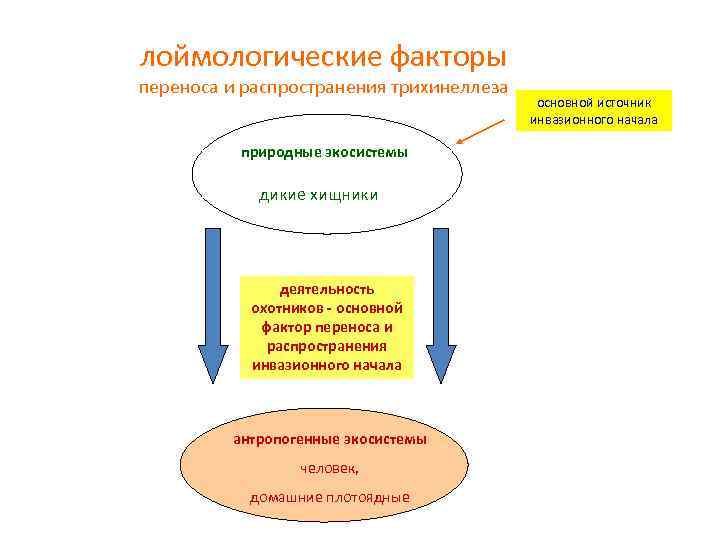 лоймологические факторы переноса и распространения трихинеллеза природные экосистемы дикие хищники деятельность охотников основной фактор