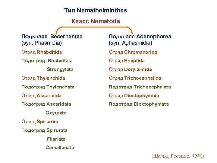 Тип Nemathelminthes Класс Nematoda Подкласс Secernentea (syn. Phasmidia) Подкласс Adenophorea (syn. Aphasmidia) Отряд Rhabditida