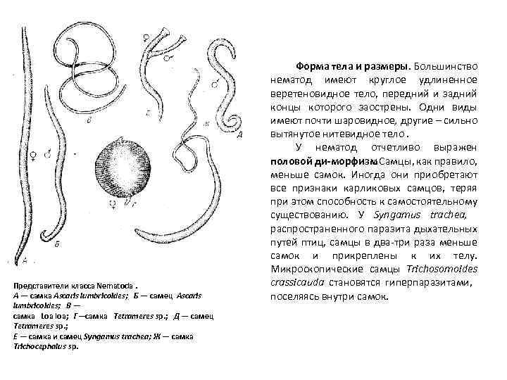 Представители класса Nematoda. А — самка Ascaris lumbricoides; Б — самец Ascaris lumbricoides; В