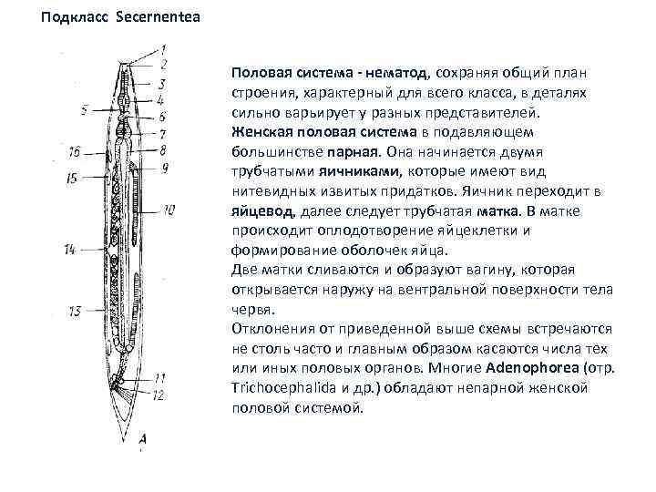 Подкласс Secernentea Половая система нематод, сохраняя общий план строения, характерный для всего класса, в