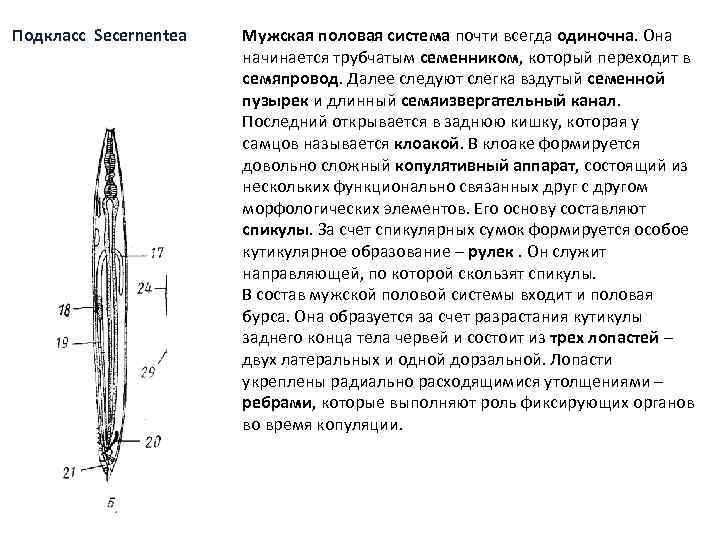 Подкласс Secernentea Мужская половая система почти всегда одиночна. Она начинается трубчатым семенником, который переходит