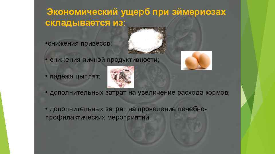 Экономический ущерб при эймериозах складывается из: • снижения привесов; • снижения яичной продуктивности; •
