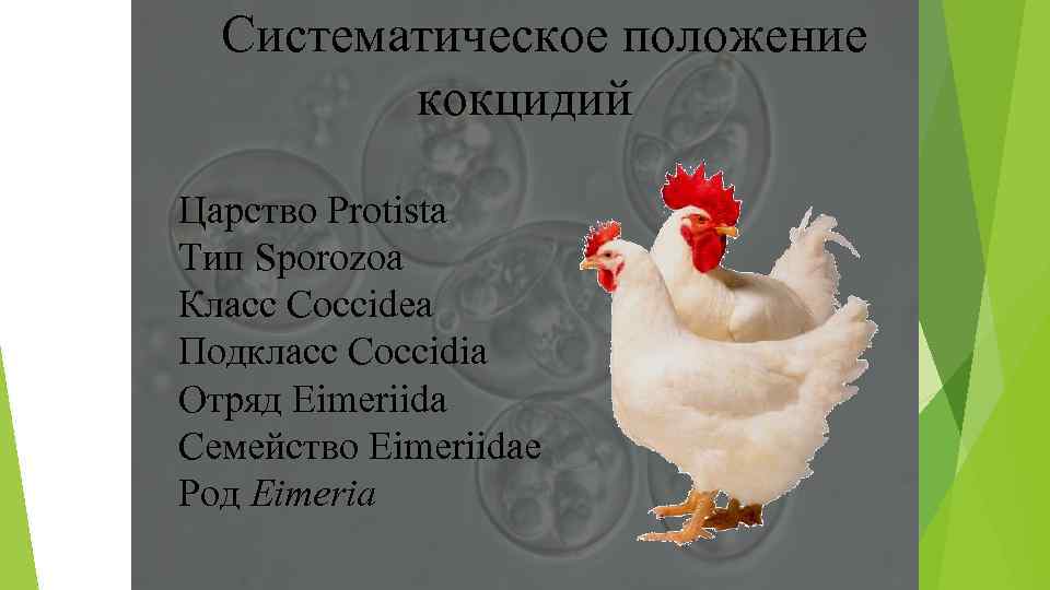 Систематическое положение кокцидий Царство Protista Тип Sporozoa Класс Coccidea Подкласс Coccidia Отряд Eimeriida Семейство