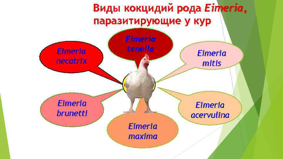 Виды кокцидий рода Eimeria, паразитирующие у кур Eimeria necatrix Eimeria tenella Eimeria mitis Gallus