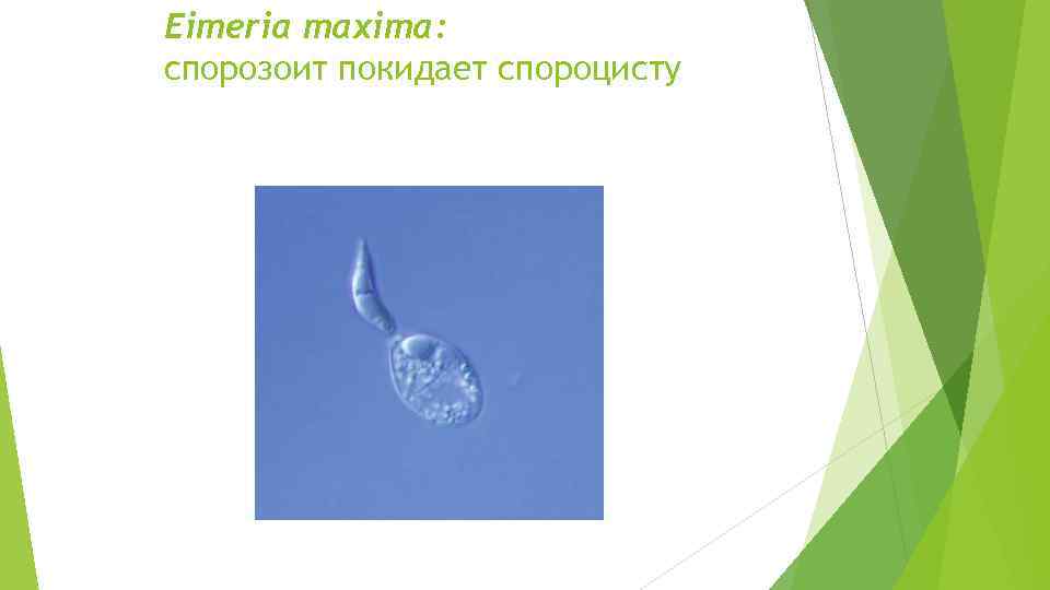Eimeria maxima: спорозоит покидает спороцисту 
