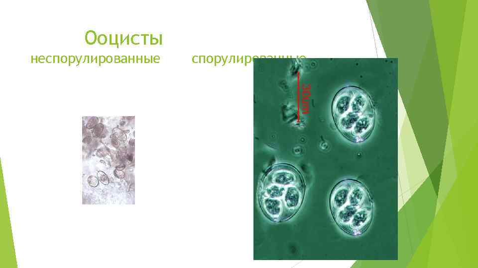 Ооцисты неспорулированные 