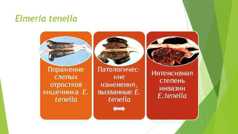 Eimeria tenella Поражение слепых отростков кишечника E. tenella Патологические изменения, вызванные E. tenella Интенсивная